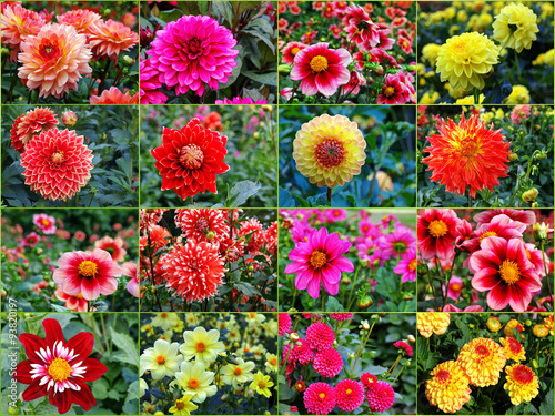 Sortiment Dahlia