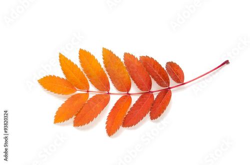 orange leaves mountain ash with stains isolated on a white