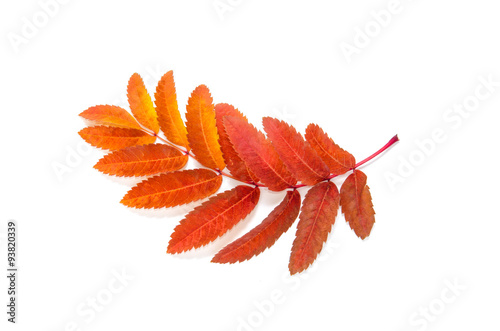 orange leaves mountain ash with stains isolated on a white