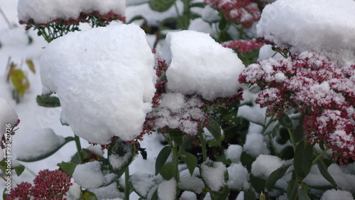 Pink flowers with snow 3