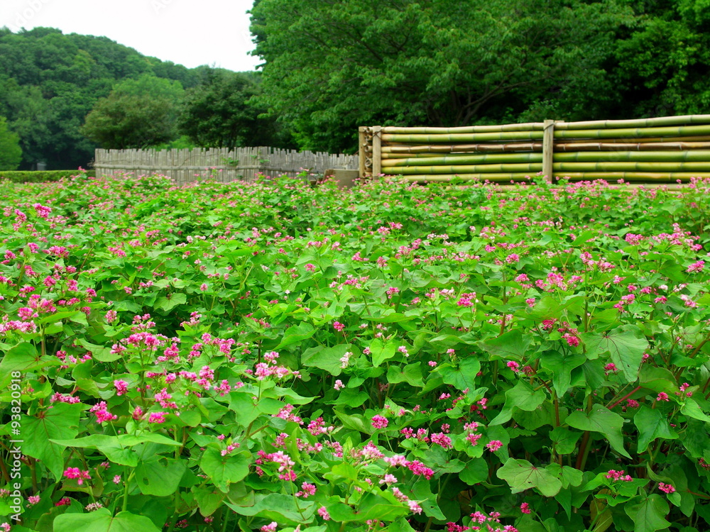 Fototapeta premium Czerwony kwitnący krajobraz gryki