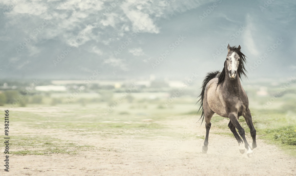 Nice Young Horse Standing In Front Of Nature Background Stock Photo,  Picture and Royalty Free Image. Image 21800131.