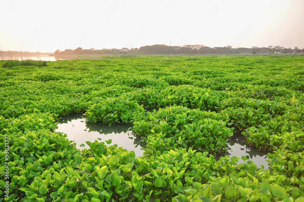 Water hyacinth in the river.