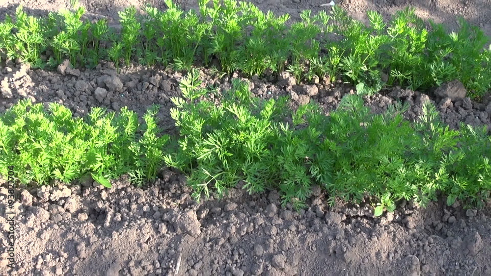 Freshly weeded carrots in the vegetable garden Freshly weeded carrots in the vegetable garden