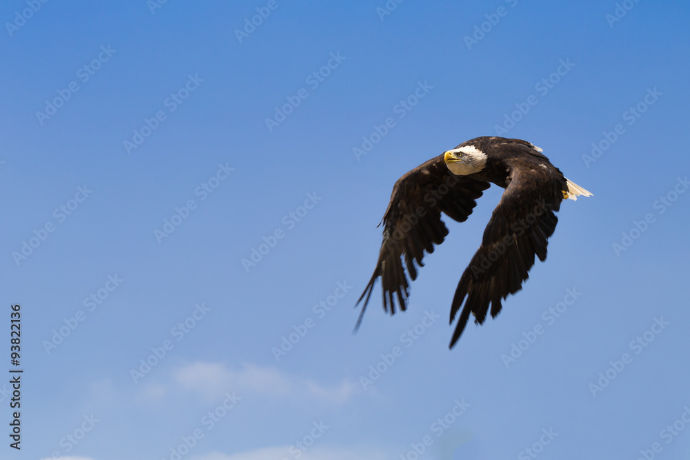 Naklejka premium American bald eagle in flight