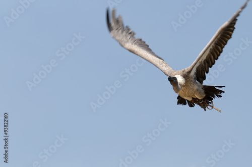Vulture in flight
