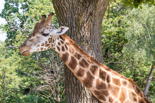 Portrait of a reticulated giraffe