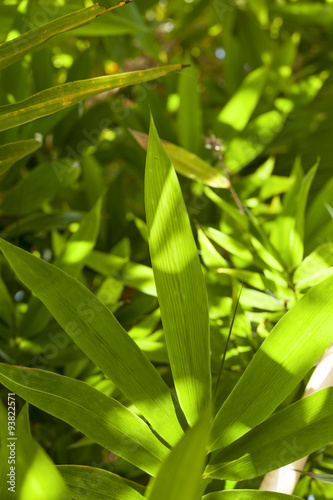 Bamboo leaves in the sunny day 