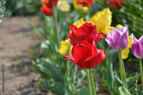 Small tulip flower bed in the garden