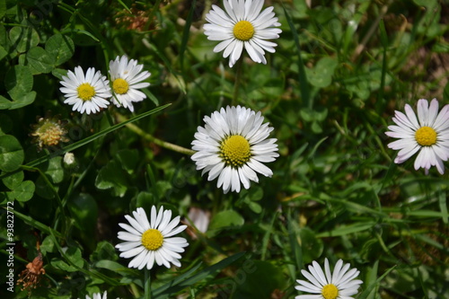 Blossoming camomiles in the pea field