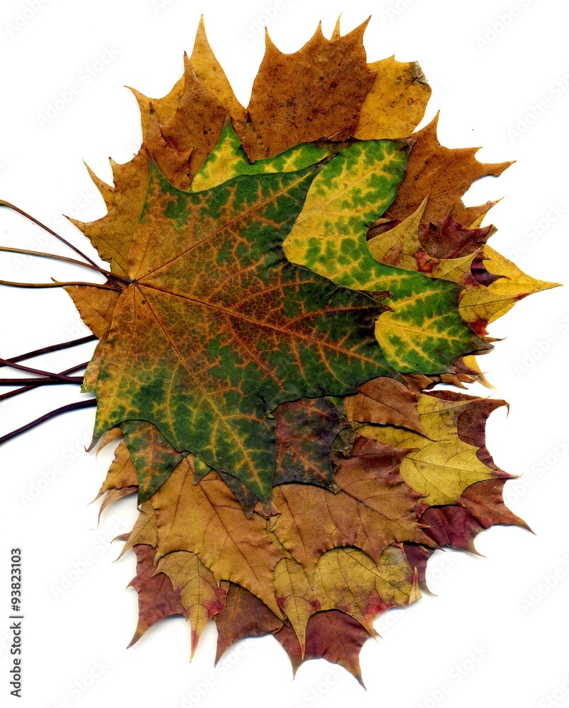 Fototapeta premium Boquet Fall Maple Leaves