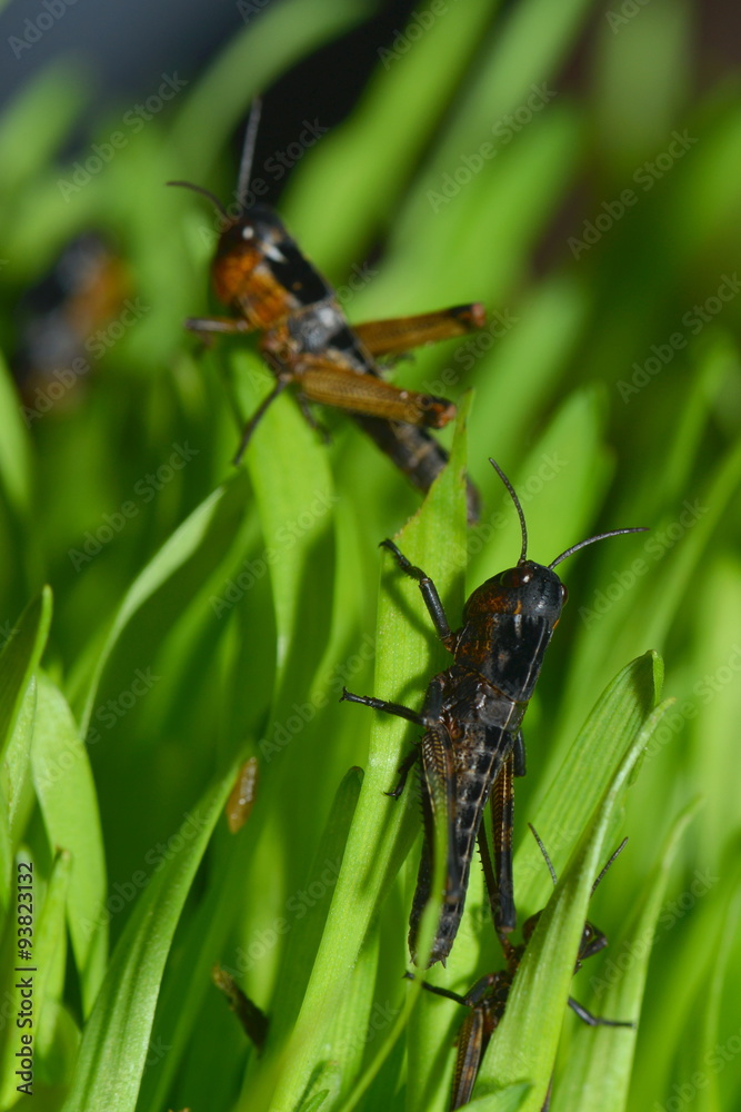 Fototapeta premium Wandrheuschrecke