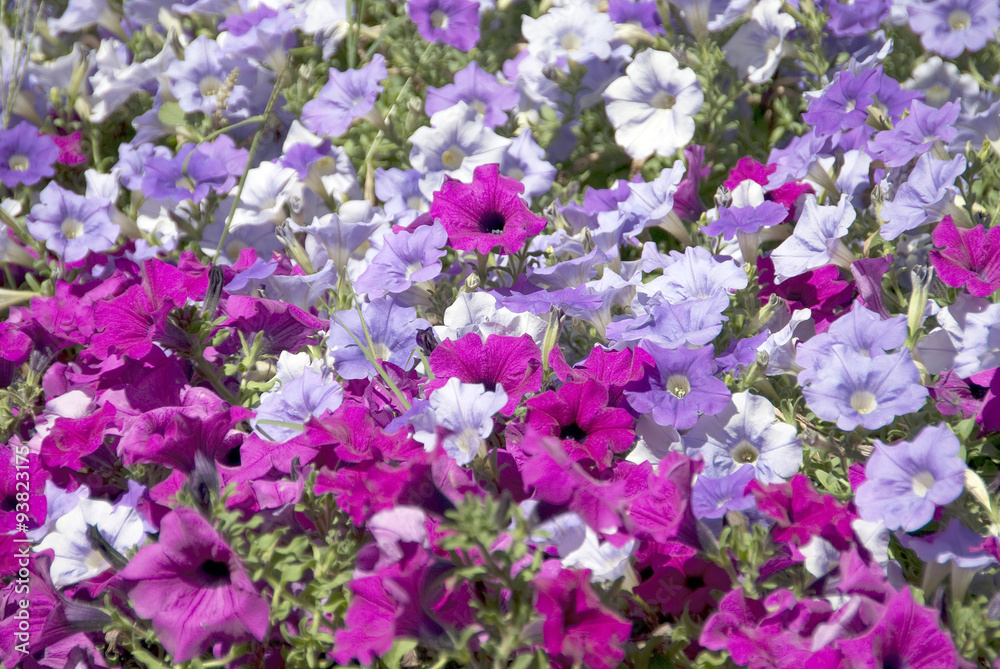 Petunias2