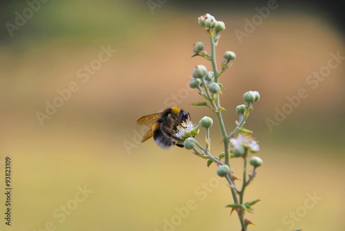 Bee on a flower © Alfonsodetomas