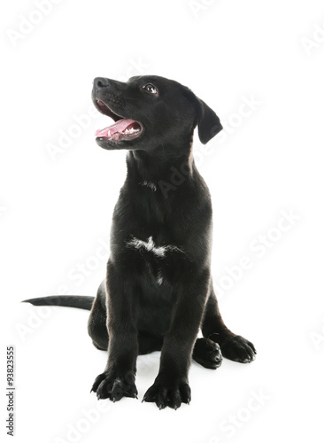 Fototapeta Naklejka Na Ścianę i Meble -  Funny black Labrador sitting on white background in studio
