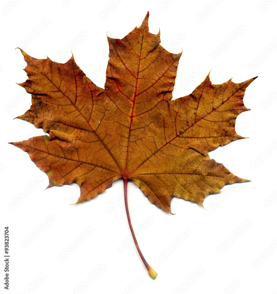 Detailed Fall Maple Leaf Detailed Fall Maple Leaf