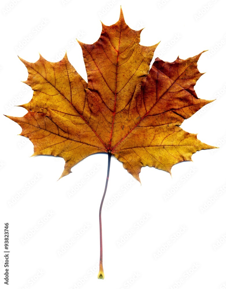 Detailed Fall Maple Leaf Detailed Fall Maple Leaf