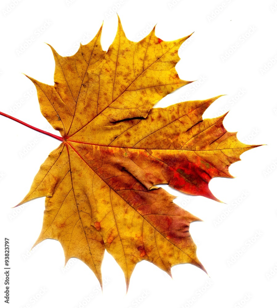 Detailed Fall Maple Leaf Detailed Fall Maple Leaf