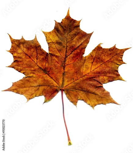 Wallpaper Mural Detailed Fall Maple Leaf Torontodigital.ca