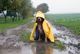 Hund im Regen sitzt in einer Pfütze
