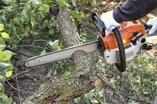 Tablou pe pânză Man with chainsaw cutting the tree