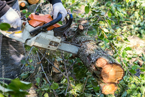 Man with chainsaw cutting the tree