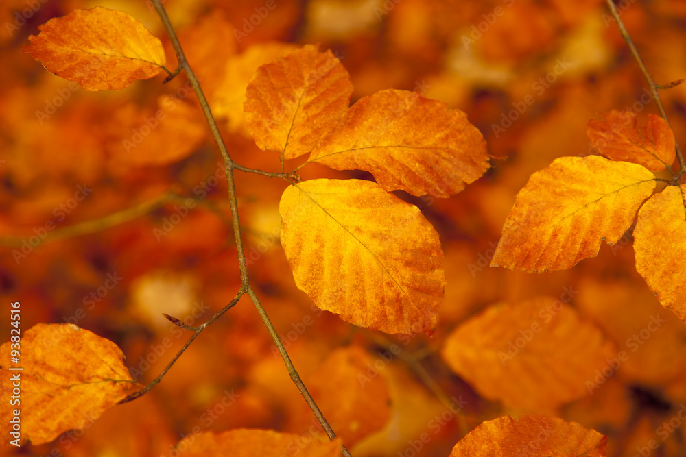Autumn leaves background Autumn leaves background