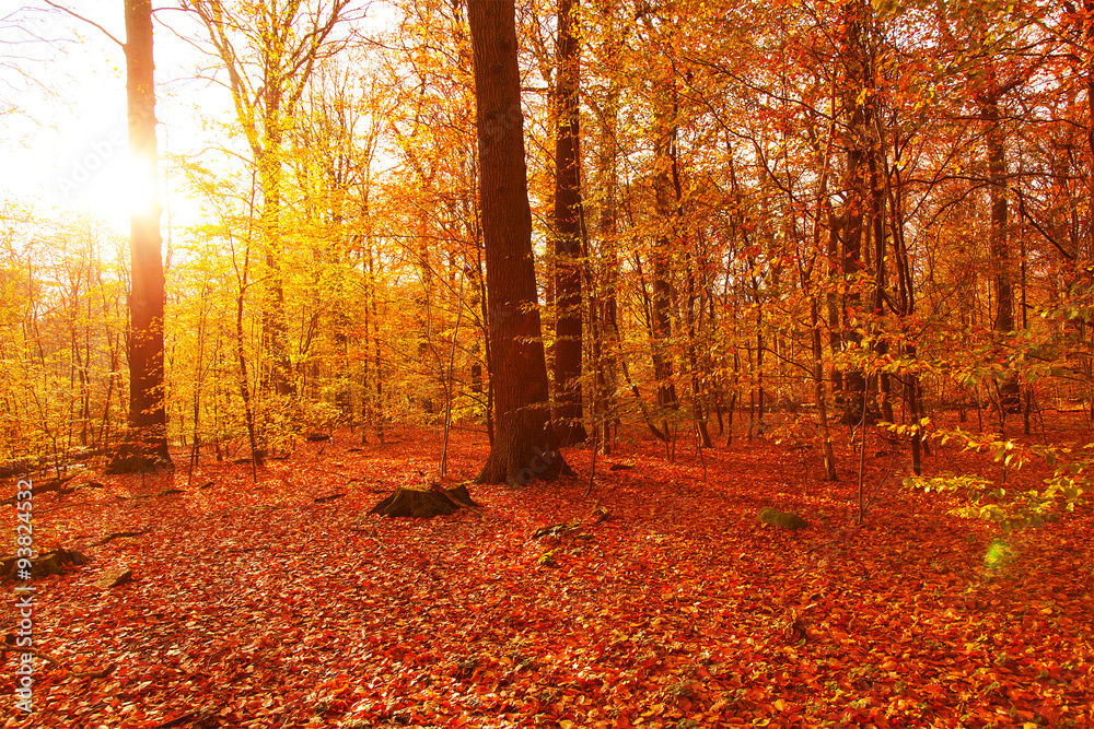 Fototapeta premium Autumn forest
