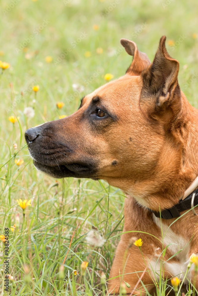 Obraz premium Close up from a dog