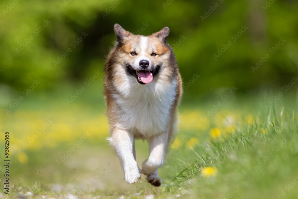 Happy and smiling Icelandic Sheepdog running