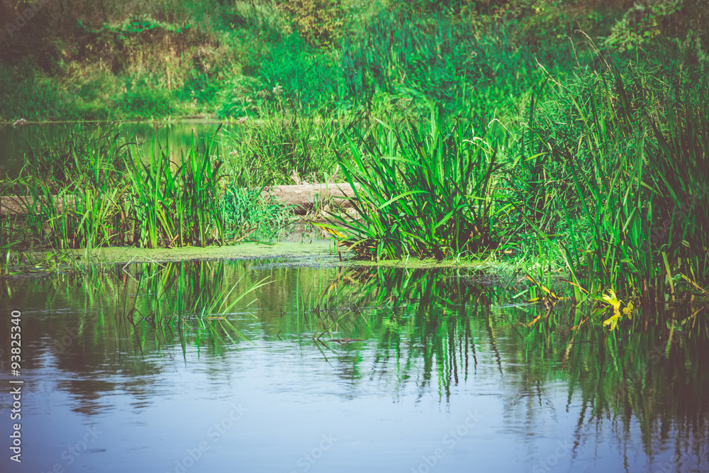 Obraz premium Green Forest and River Retro