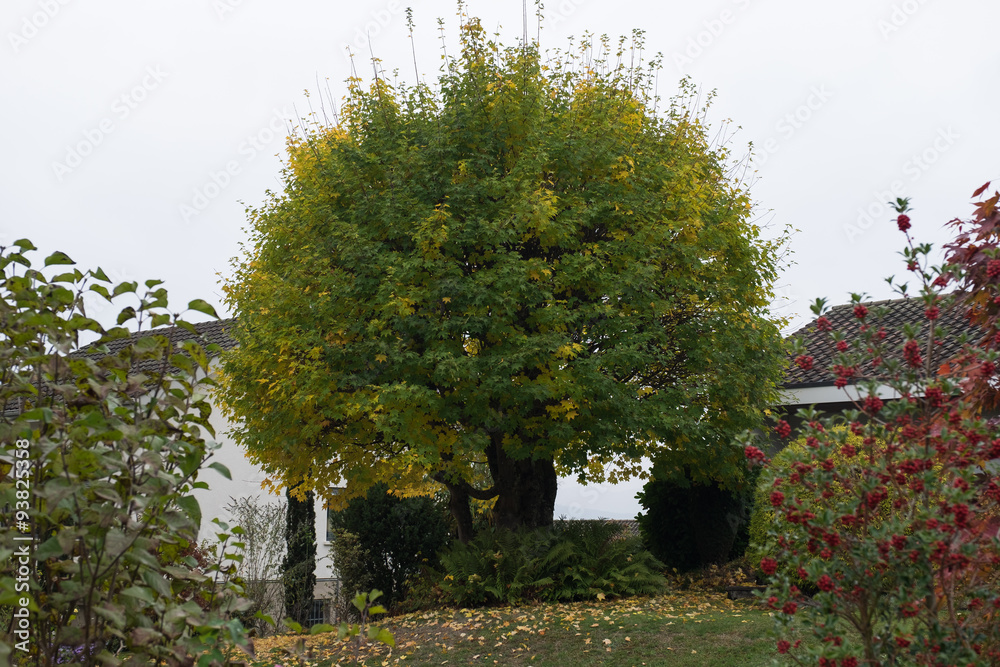 Naklejka premium Ahornbaum im Garten