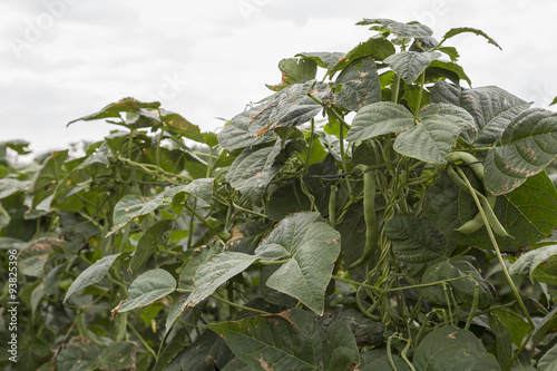 snow pea