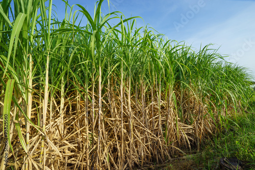 Sugar cane with blue sky