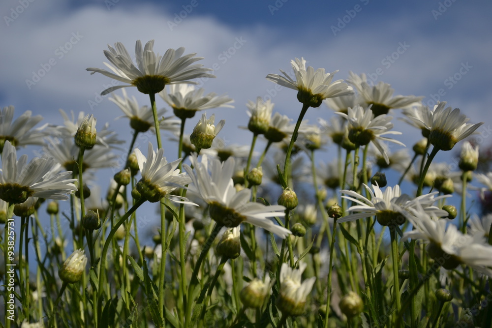 Blossoming white ox-eye-daisies in the garden. Springtime