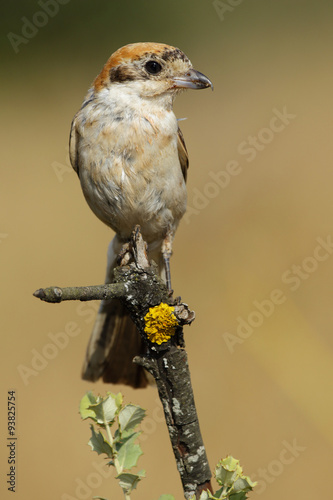Cuadro en lienzo Shrike( Lanius senator) , perched on a branch