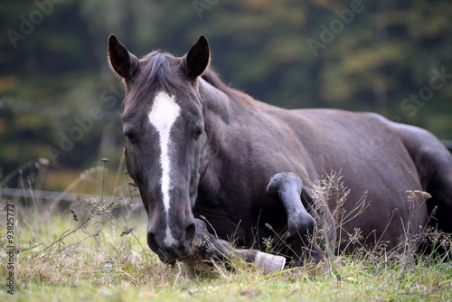"müde bin ich...." Schwarzes Pferd liegt auf der Koppel © Grubärin