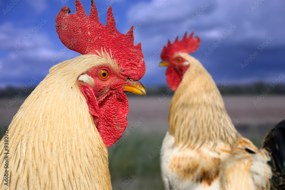 Fototapeta premium Two roosters on rural farm yard, Close up of rooster head