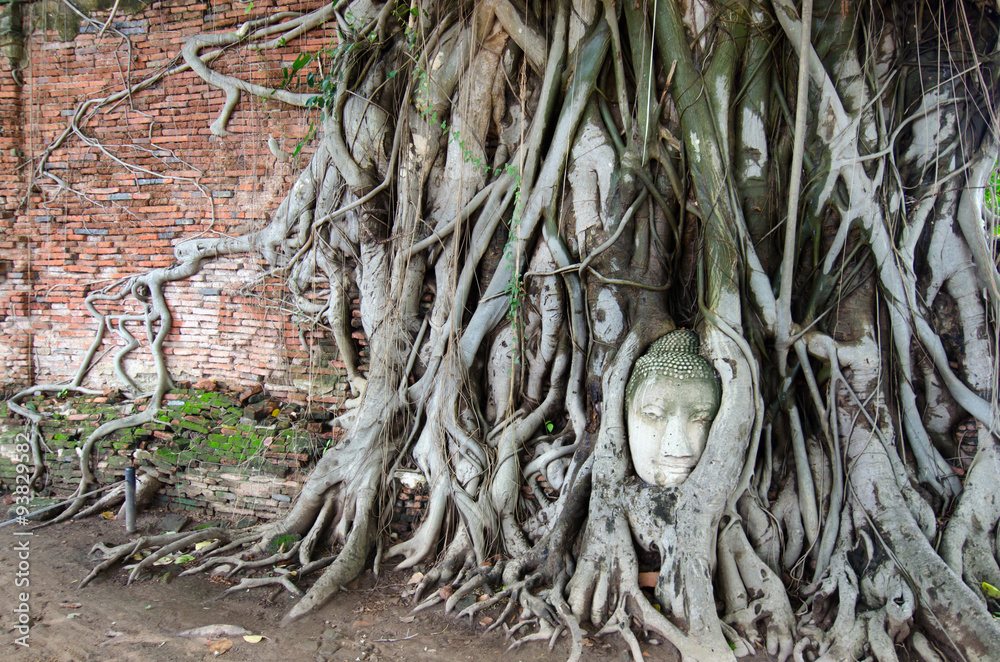 A damaged old Buddha head in tree growing roots in Ayuthya, Thailand A damaged old Buddha head in tree growing roots in Ayuthya, Thailand