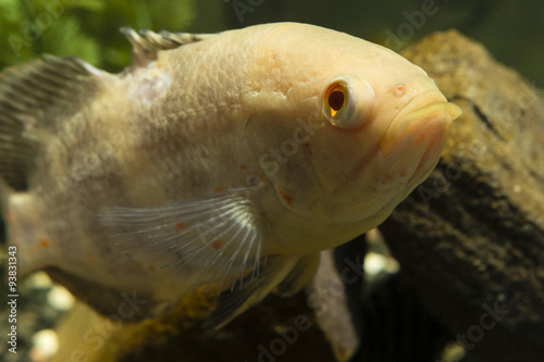 Astronotus ocellatus, big fish aquarium white