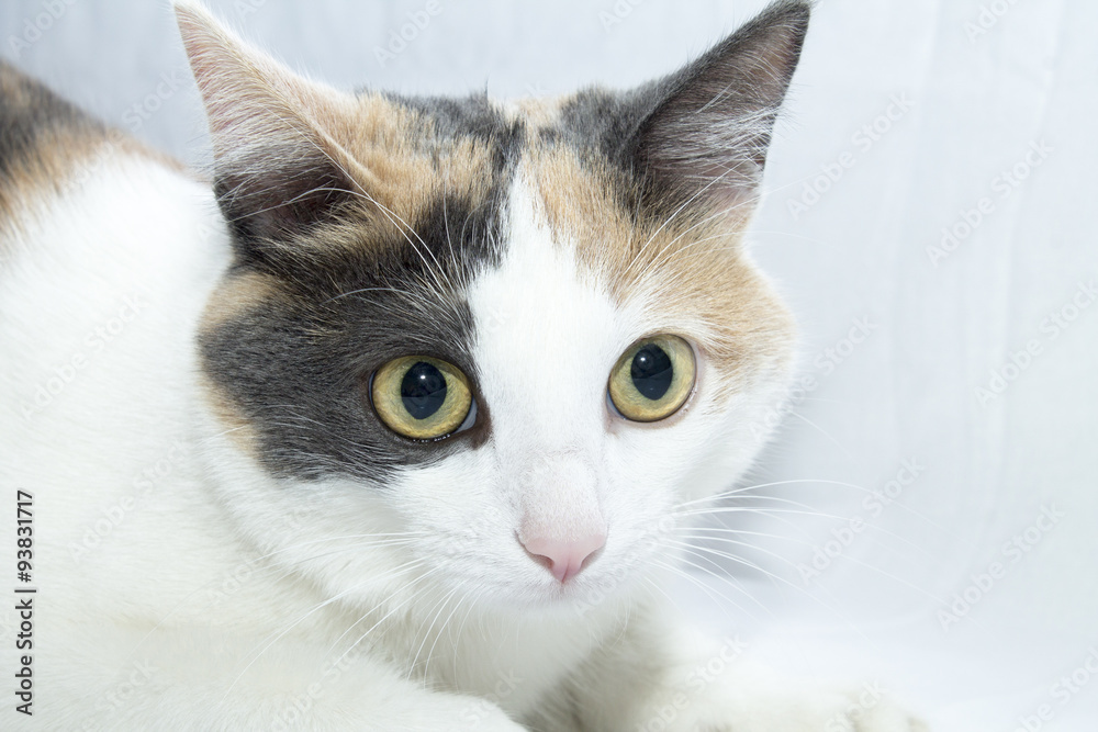 кошка, котенок, хищник, злая, трехцветная, пестрая, зрачки, белая, рыжая,  серая, черная, пушистая фотография Stock | Adobe Stock