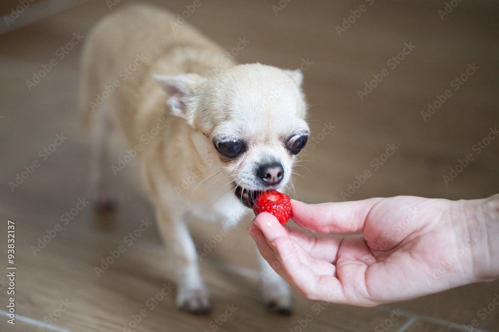 Cute little tan color Chihuahua with Strawberry