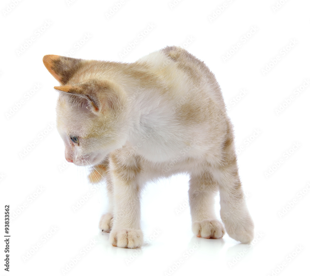 Obraz premium Young cat on white background
