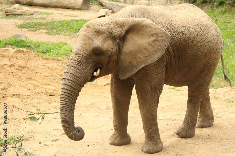 Fototapeta premium Single female African elephant standing on sand eating