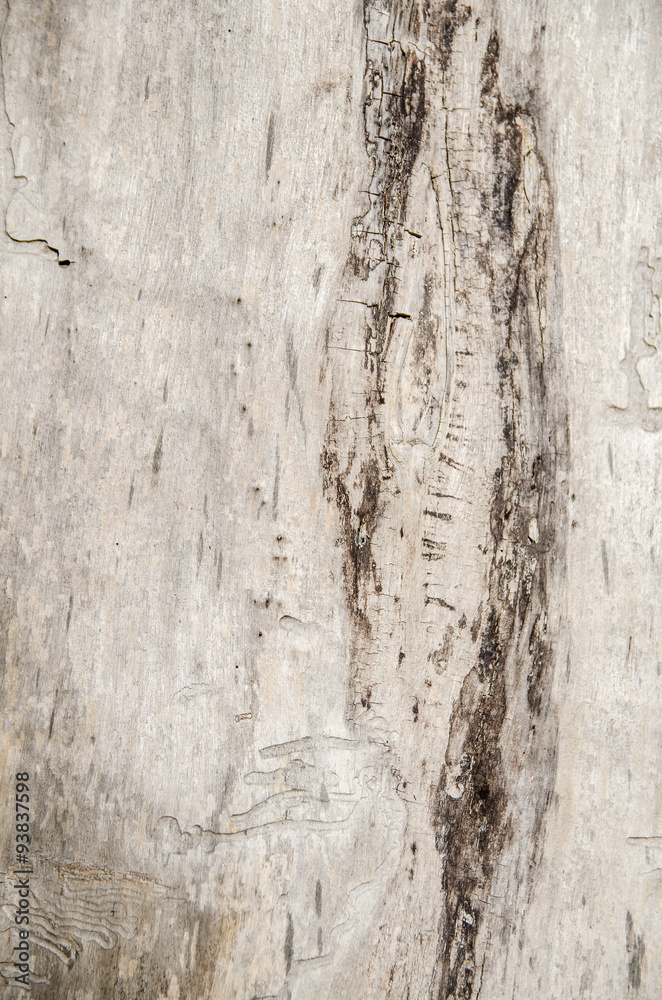 Obraz premium Worm infested wood as background