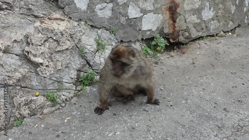 Gibraltar monkey P HD 9729