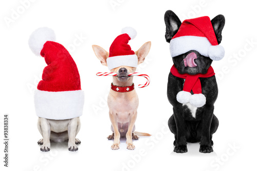 row of santa claus dogs © Javier brosch