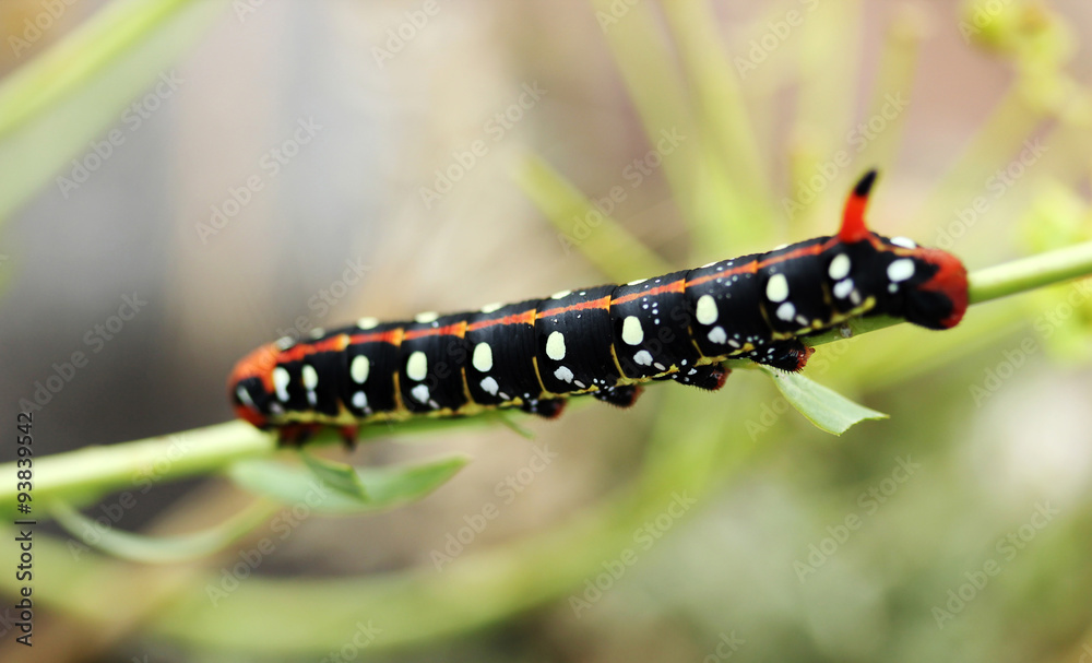 Colored Caterpillar 