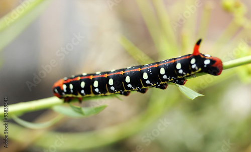 Colored Caterpillar  © Kybele