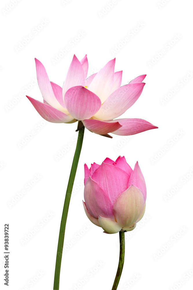 lotus on isolate white background. lotus on isolate white background.